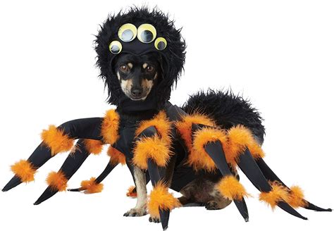 We have dog costumes covering all shapes and sizes of pooch, and for every occasion! If you’ve got a birthday party coming up and don’t want ... or a Spider Dog! Take a look at our wide range of dog fancy dress costumes below. View more. Showing 1 - 24 of 71 products. Display: 24 per page. Display. 24 per page 36 per page 48 per page ...